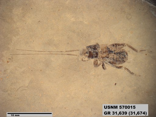 Insecta