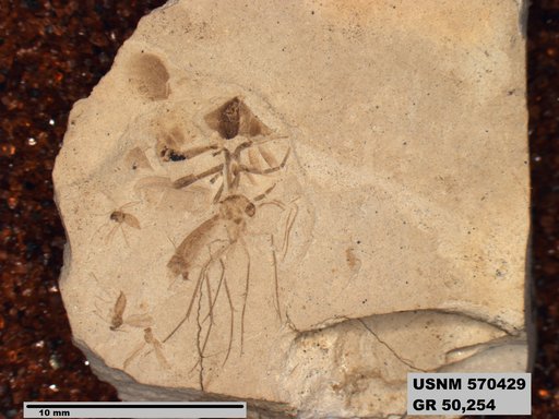 Genus sp