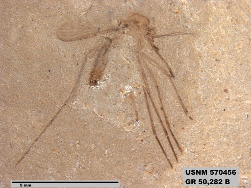 Genus sp