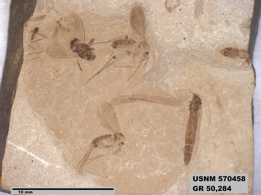 Genus sp