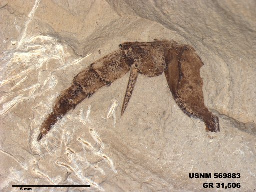 Genus sp