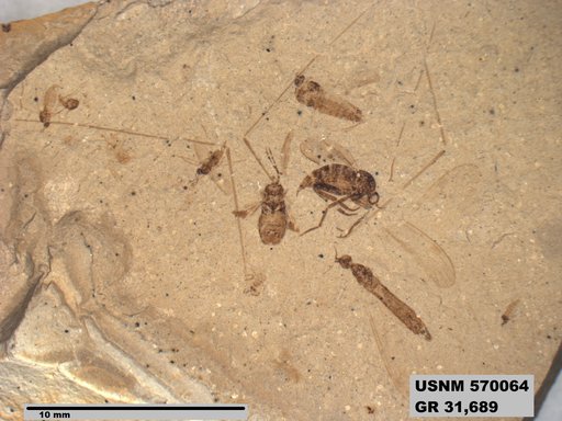 Tipula sp