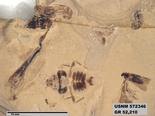 Genus sp