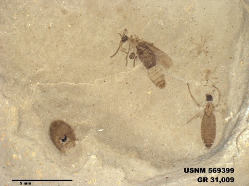 Genus sp