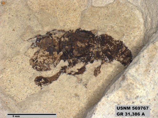 Genus sp