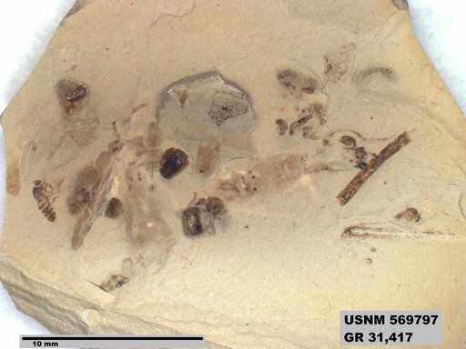 Genus sp