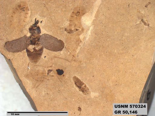 Genus sp