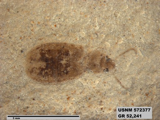 Insecta