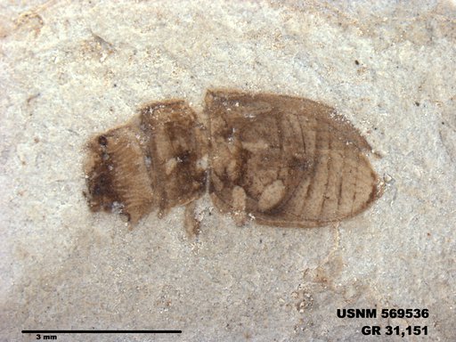 Insecta