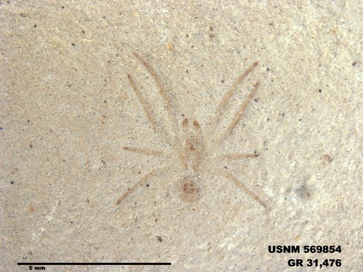 Insecta