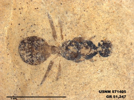 Insecta