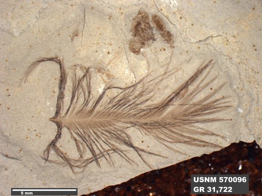 Insecta