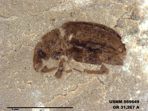 Insecta