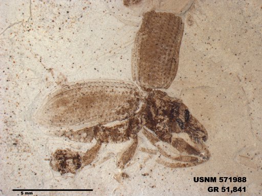 Genus sp