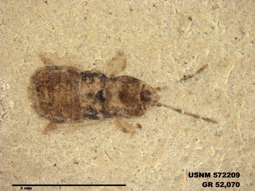 Genus sp