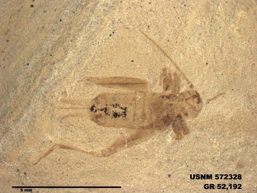 Insecta