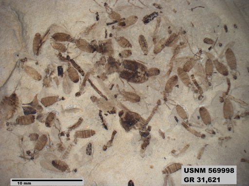 Genus sp