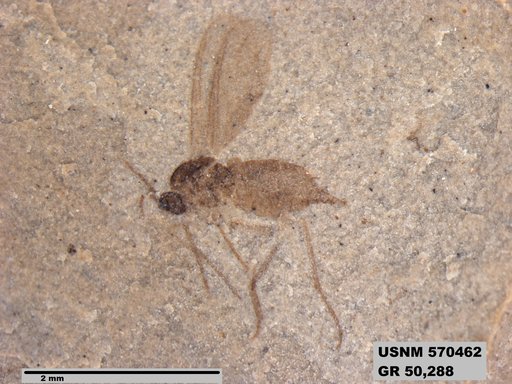 Genus sp