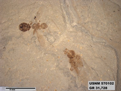Insecta