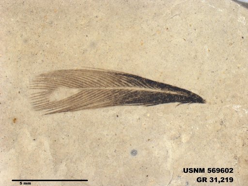 Insecta