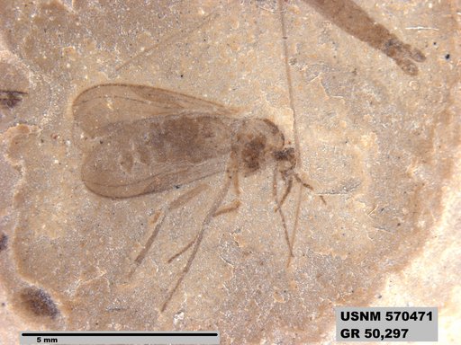 Genus sp