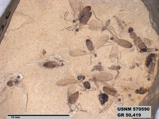 Insecta