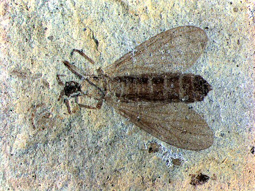 Insecta
