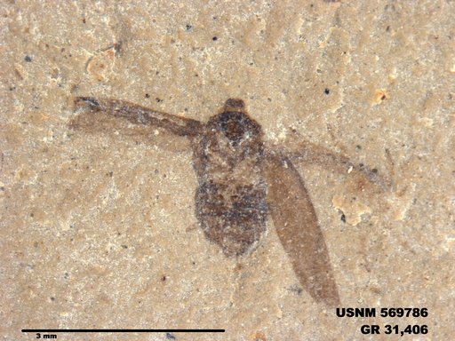Genus sp