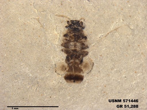 Insecta
