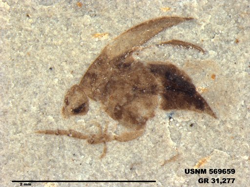 Insecta