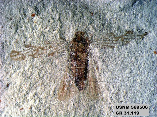 Genus sp