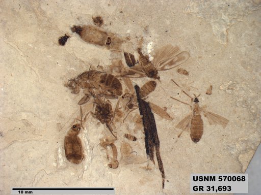 Genus sp