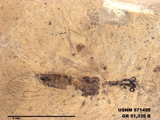 Genus sp