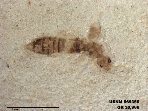 Genus sp