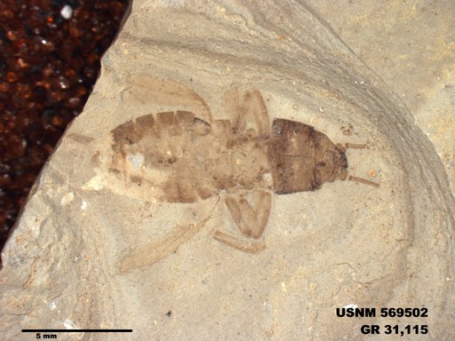 Genus sp