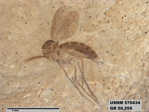 Genus sp
