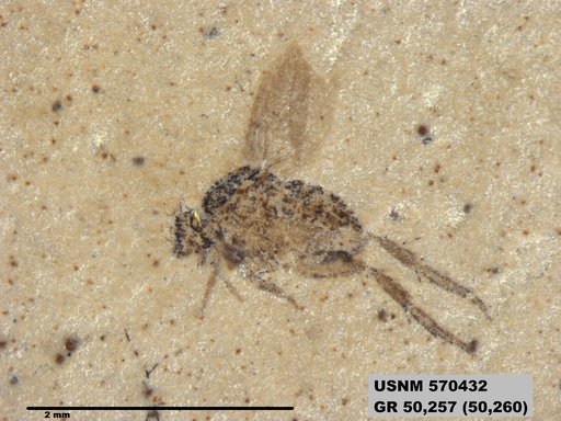 Genus sp