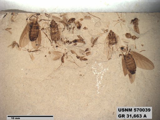 Genus sp