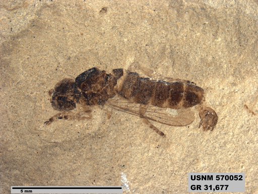 Insecta