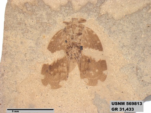 Genus sp