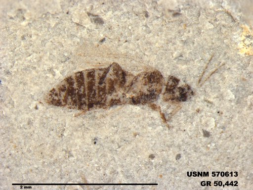 Insecta