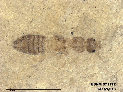 Genus sp