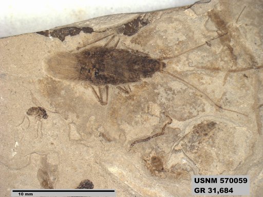 Genus sp