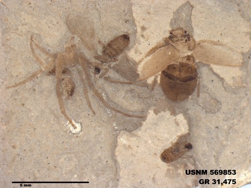Insecta