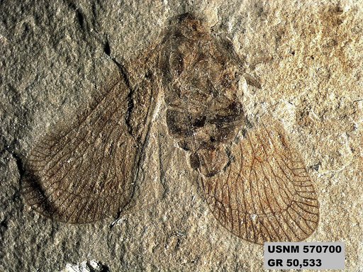 Genus sp