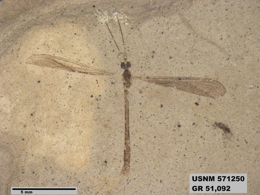 Insecta