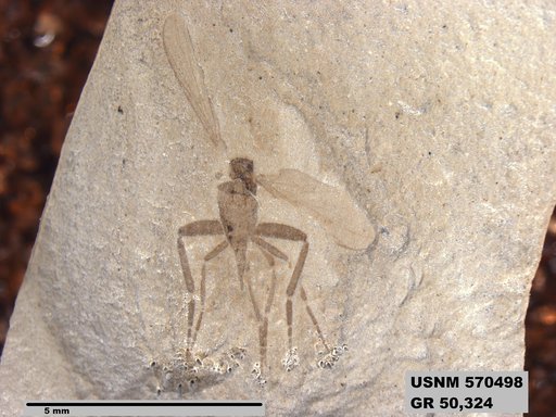 Insecta