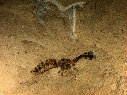 Agulla protomaculata