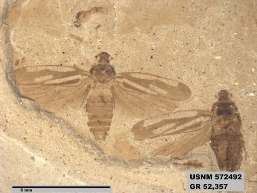 Genus sp