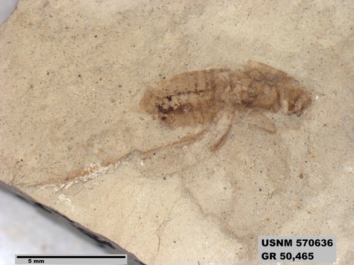 Genus sp